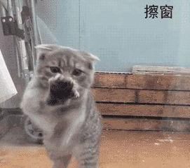 哈哈，你们这些小丑,哈哈，你们这些小丑的欢乐世界