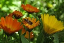 怒放的花儿,绽放的生命之歌